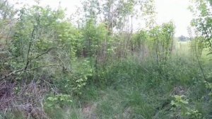 Тест 20 кГц  катушек АКА Сигнум! Видит чешую на 30 см.