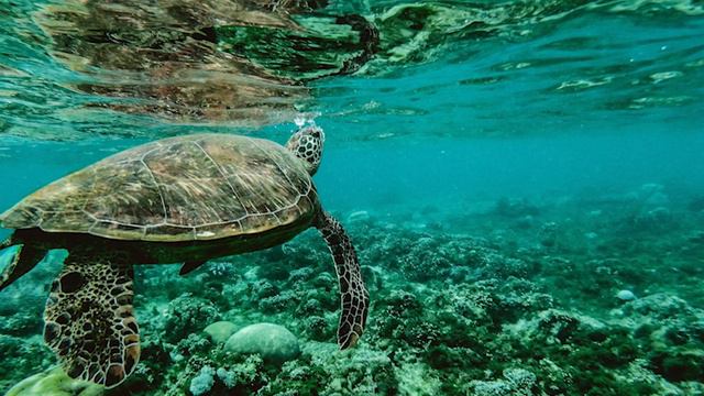 Beautiful Relaxing Calm Music on Dolphin Bay смотреть онлайн