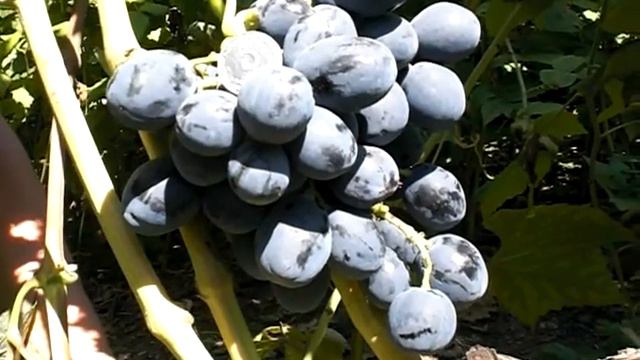 Руслан смотреть онлайн