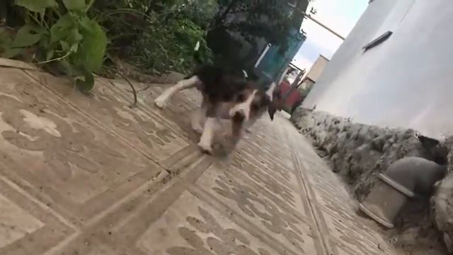 Щенки русской пегой гончей