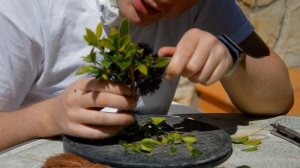 Бонсай с нуля! Черенкование фикуса бонсай! Мох сфагнум + вода + гормоны роста корней! Bonsai rootin