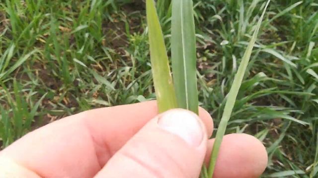 Кас с микроэлементами VS Бузницкий и Рум. О фунгицидных свойствах Кас. смотреть онлайн