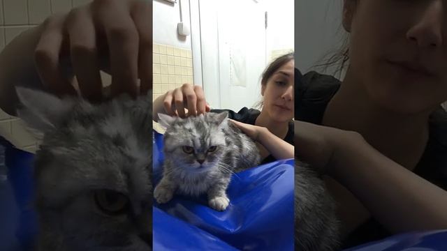 Продолжение истории. проблемы с кишечником у кошки ??☹️ смотреть онлайн