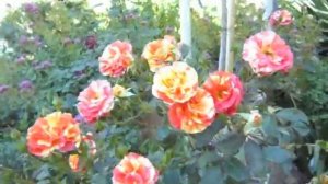 Oranges and Lemons Floribunda Rose