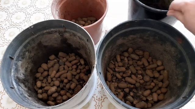 Виноград, абрикос и розы от компании Поиск, покупки из ОБИ. смотреть онлайн
