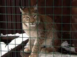 Жизнь замечательных зверей. Выпуск 9 апреля