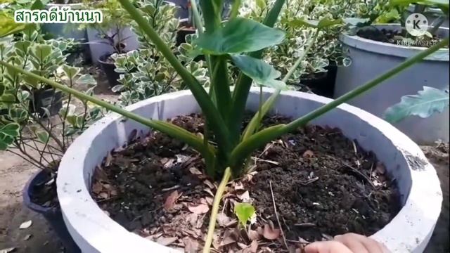 เคล็ดลับการปลูกการดูแลบอนหูช้างด่างเหลือง #Alocasia Gageana Variegited#Alocasia #บอนหูช้างด่างเหลือ