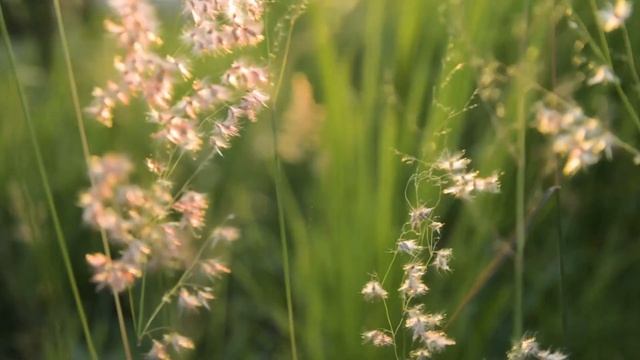 Классическая музыка для малышей, повышающая аппетит смотреть онлайн