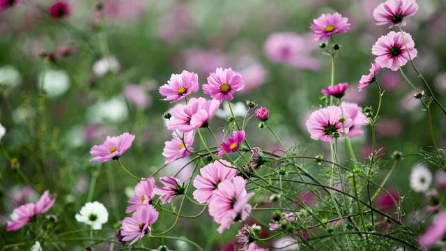 Моя девушка обижается, что я не плачу за нее в ресторане. Но она мне не жена! Истории из жизни. смотреть онлайн