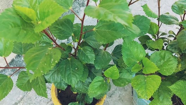 How to Grow and Care Double petal Hibiscus Plant 🌺 || How to Propagate them through Cuttings... смотреть онлайн