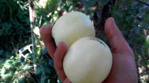 Яблоня сорта Снежный Кальвиль. Урожай 2017г.