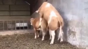 Случка коровы и быка#короваибык