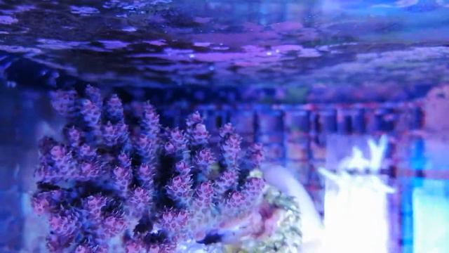 Acropora hyacinthus Australia-M3 coral gandalf смотреть онлайн
