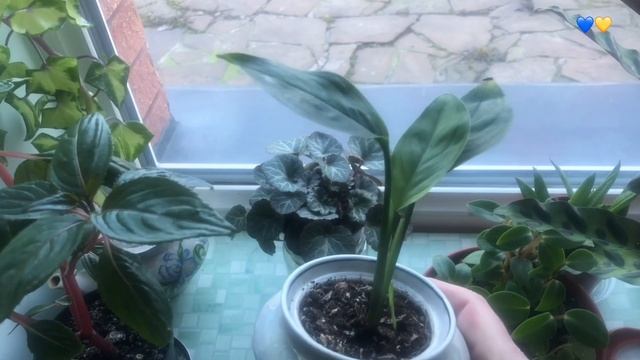 ?Весенний ОБЗОР комнатных цветов на 1 этаже дома / Украина 2023. смотреть онлайн