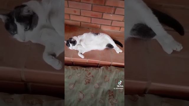 Смешные кошки# Если раскиданы по дому коты !# смотреть онлайн