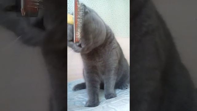 Тимоша чешется! смотреть онлайн