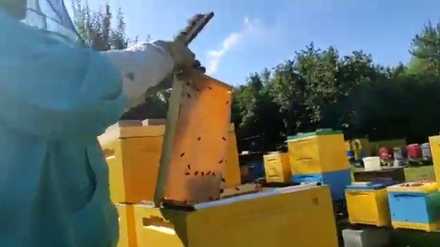 Сколько мёда дает семья за одну качку? смотреть онлайн