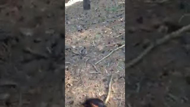 Типичная оленегонная ненецкая лайка ментор и пастух шалаек смотреть онлайн