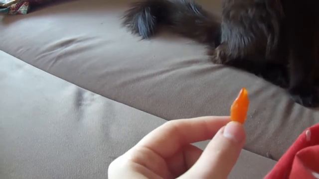 Кошка ест сыр, курагу и финики! смотреть онлайн