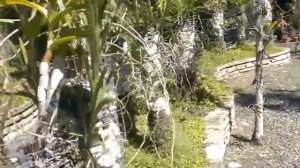 Орхидейная лавка. Как растут орхидеи в #Доминикане.