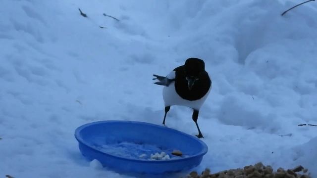 №2875 15 12 2022 Завтрак соек и сорок смотреть онлайн