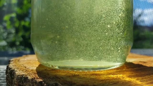 Разведение живого корма для аквариумной рыбы. смотреть онлайн