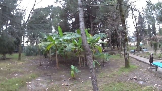 Бананы в Сочи Растут!!! смотреть онлайн