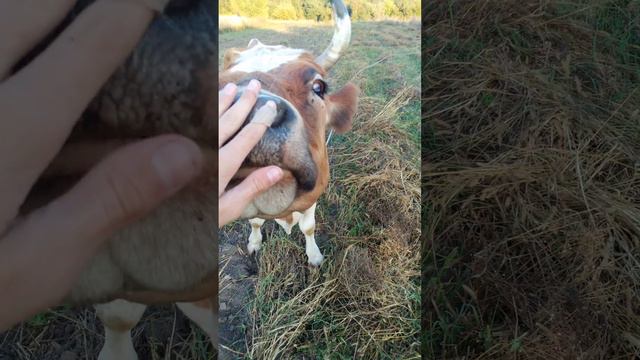 #Еду себе по дороге и вижу стоит корова |Подошол её погладить смотреть онлайн