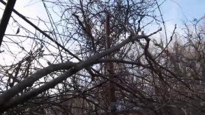 зимняя обрезка киви