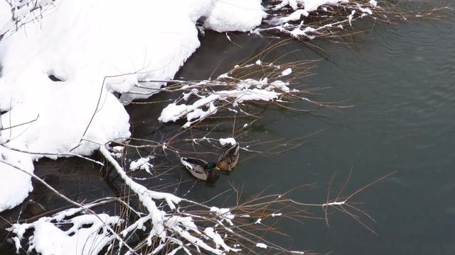 Утки на реке  Чепца 1  марта
