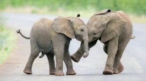 Ответ шумным соседям от слонов