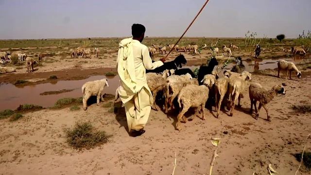 Desert shepherd's child Hospitality | How can desert shepherd's do hospitality | abbasi Vlogger смотреть онлайн