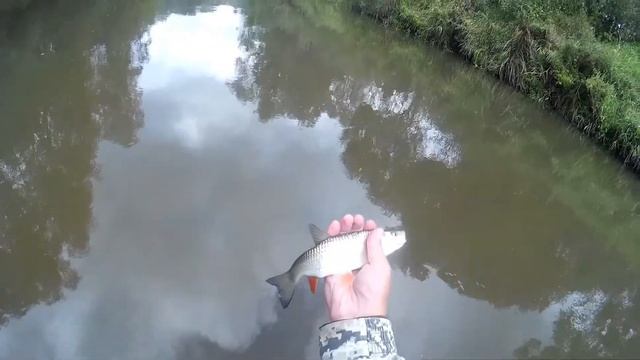 Голавль малой реки.Ловля в конце лета смотреть онлайн