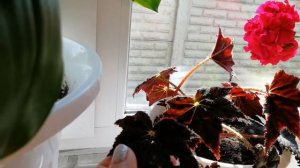 Эухарис почва выращивание .