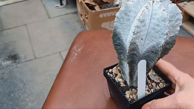 Купила много кактусов на выставке.Часть 2... смотреть онлайн