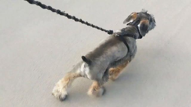 Mini Schnauzer Puppy 8 Weeks to One Year Old смотреть онлайн
