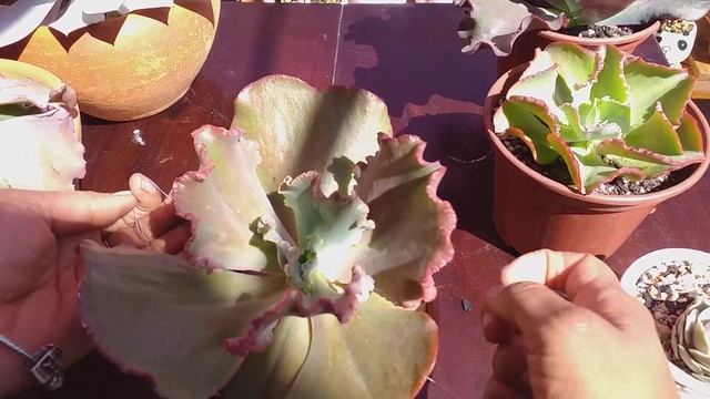 Echeveria Cante /echeveria Gorgons Groto / Echeveria Mauna Loa/fazer Reprodução