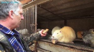 Почему я выбрал клетку а не вольеры для  содержания нутрий