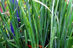 Лук джусай. Вкусный и полезный! Очень похож по вкусу на знаменитую черемшу!