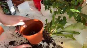 Домашние цветы. Пересаживаем папоротник олений рог.