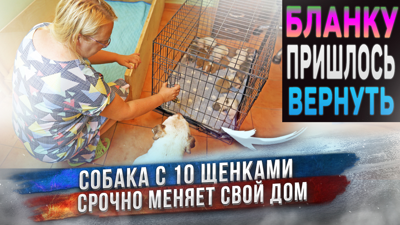 Экстренная ситуация! Бланка с 10 щенками возвращается к нам посреди ночи. смотреть онлайн