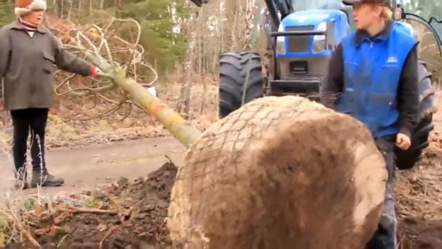 Plantering av Lind Tilia cordata på Eds Trädgård i Östhammar смотреть онлайн