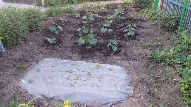 ПОСАДКА ОГУРЦОВ БЕЗ ПОЛИВА И ПРОПОЛКИ НА ВСЕ ЛЕТО смотреть онлайн