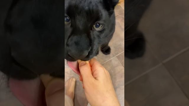 Luna the panter took the bed ? / ice cream for leopard смотреть онлайн