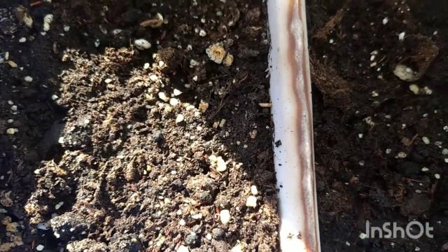 Колеусы из семян. Выращивание многолетников из семян. смотреть онлайн