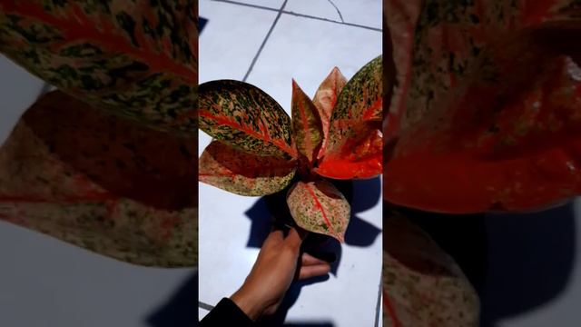 AGLAONEMA TIARA