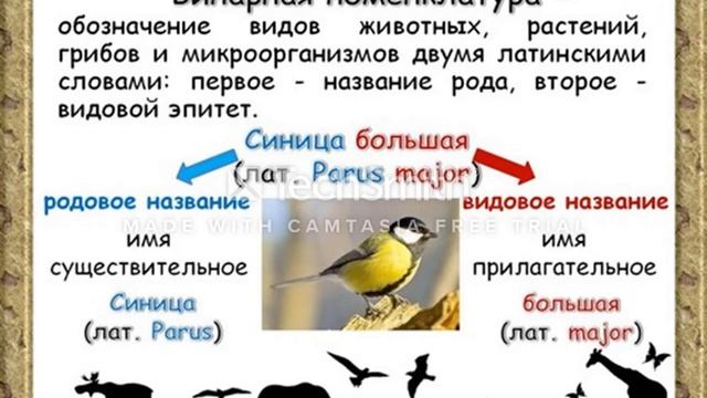 Биология. Урок №2 Использование бинарной номенклатуры для описания различных видов смотреть онлайн