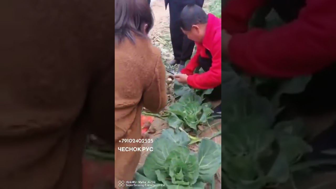 Ручной самоходный комбайн для чеснока чеснок.рус смотреть онлайн