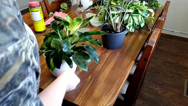 Philodendron Birkin/Philodendron White Wave