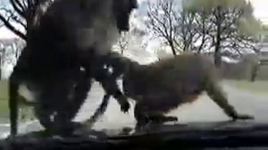 Спаривание прикол